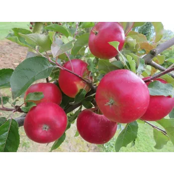 Sazenice Jabloň 'Ellipso®' UEB 4702/1 Balení: prostokořenný stromek, Podnož: M25