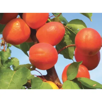 Sazenice Meruňka 'Playacot' Balení: prostokořenný stromek, Podnož: Adesoto