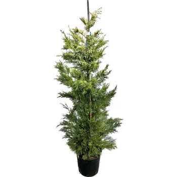 Sazenice Cypřišovec Leylandův GOLD RIDER 80-100 cm, kontejner 10l