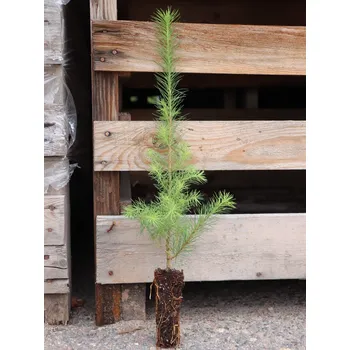 Sazenice Modřín japonský 30-60 cm QP40