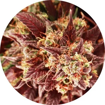 Semeno Top Tao Seeds - Auto Mix regular 6 ks