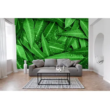 Fototapeta Fototapeta na zeď - Kapky svěžesti na listech Typ: Vliesová