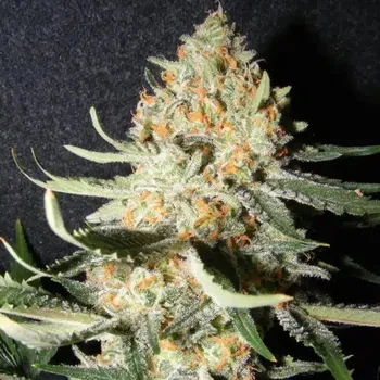 Semeno The Kush Brothers Seeds - Exotic Kush 10 ks