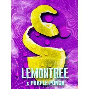 Semeno Tramuntana Seeds - Lemon Tree x Purple Punch 3 ks