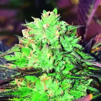 Semeno The Kush Brothers Seeds - Gelato Royal 1 ks