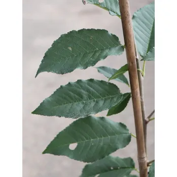 Sazenice Višeň 'Újfehértoi Fürtös'