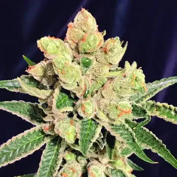 Semeno The Kush Brothers Seeds - Banana Sherbet 5 ks