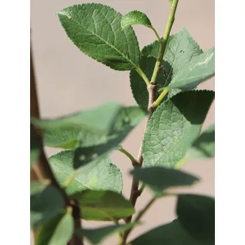 Sazenice Švestka 'BRYSKÁ'