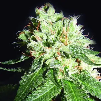 Semeno The Kush Brothers Seeds - OG Cheese 1 ks