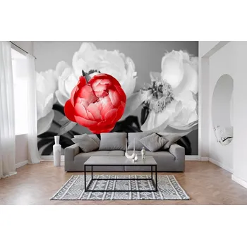 Fototapeta Fototapeta na zeď - Červená krása v černobílé Typ: Vliesová