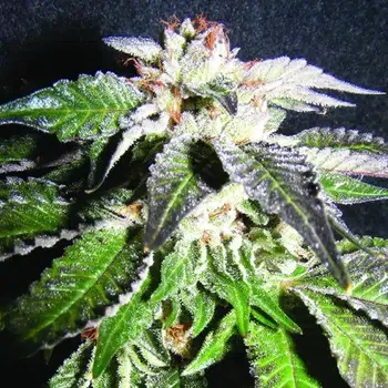 Semeno The Kush Brothers Seeds - Confidential OG 1 ks