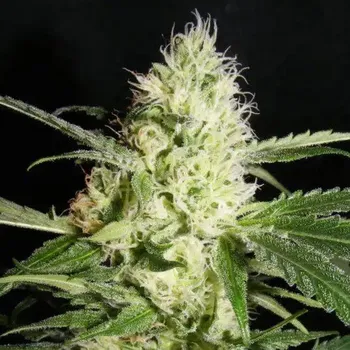 Semeno The Kush Brothers Seeds - Yellowstone 1 ks