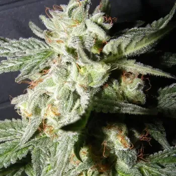Semeno The Kush Brothers Seeds - Confidential Medicine 1 ks