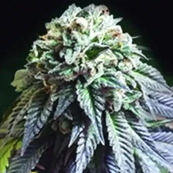 Semeno The Kush Brothers Seeds - The Dark Side 1 ks