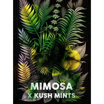 Semeno Tramuntana Seeds - Mimosa Mints 5 ks