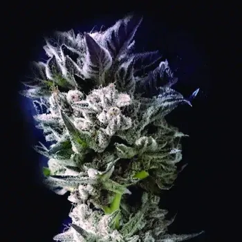 Semeno The Kush Brothers Seeds - Petro $ OG 3 ks