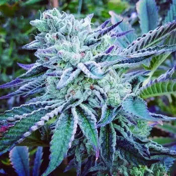 Semeno The Kush Brothers Seeds - Cheese Cake Cookies 5 ks