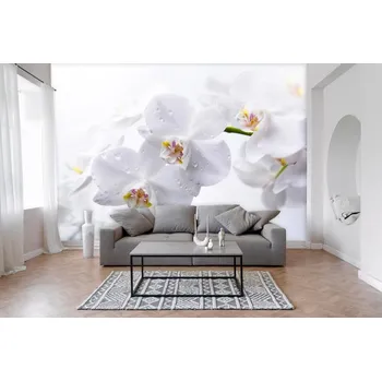 Fototapeta Fototapeta na zeď - Orchidej bílá Typ: Vliesová