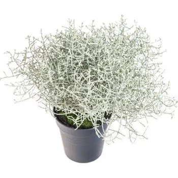 Sazenice Výhodné balení 6x Drátovec, Calocephalus, průměr květináče 11 cm