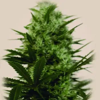 Semeno The Kush Brothers Seeds - Langui Kush 1 ks