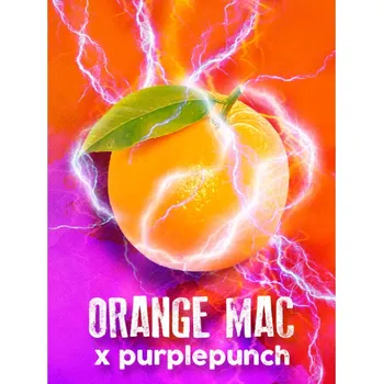 Semeno Tramuntana Seeds - Orange Mac x Purple Punch 5 ks