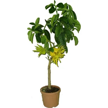 Sazenice Velký strom citrus Budhova ruka