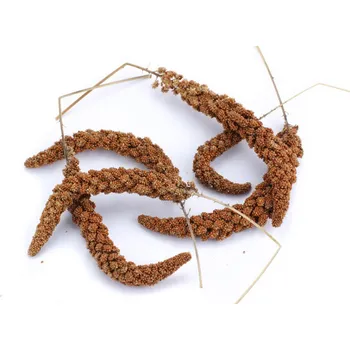 Pro ptáka Krmivo Avest - SENEGALSKÉ PROSO - červené v klasech 500 g