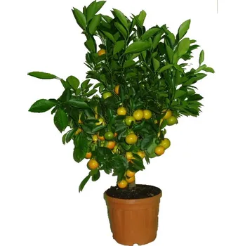 Sazenice Větší strom mandarinkovník Calamondin