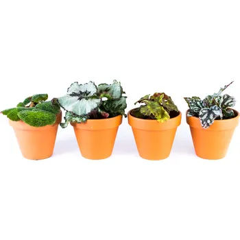 Gardners Begonia rex mix, průměr 6 cm Begónie, andělská křídla