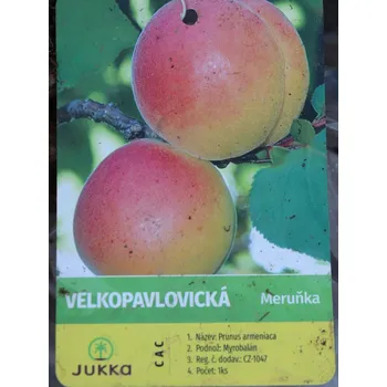 Sazenice Meruňka Velkopavlovická