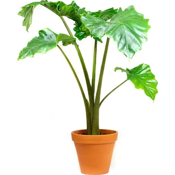 Gardners Alocasia Portodora, průměr 17 cm Alokásie, Alokázie