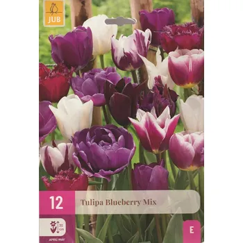 Cibulovina JUB Holland Tulipa Blueberry Mix 12 ks