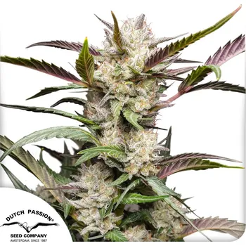 Semeno Dutch Passion Auto Mimosa Punch Balení: 7ks