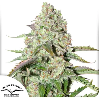 Semeno Dutch Passion Auto Colorado Cookies Balení: 3ks