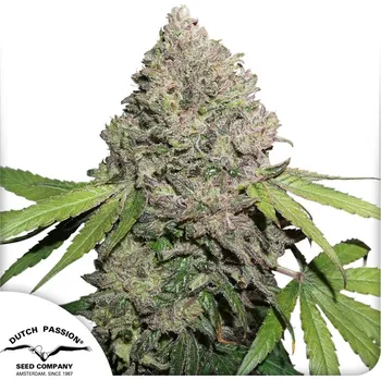 CBD Dutch Passion Charlotte's Angel CBD Balení: 5ks