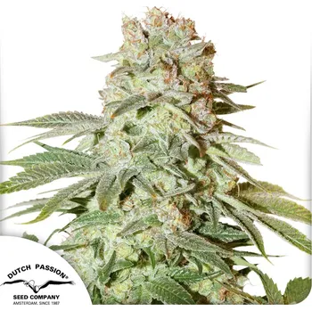 Semeno Dutch Passion Auto Power Plant Balení: 3ks