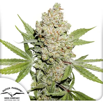 Semeno Dutch Passion Auto Lemon Kix Balení: 3ks