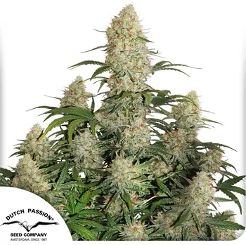 Semeno Dutch Passion Auto Critical Orange Punch Balení: 7ks