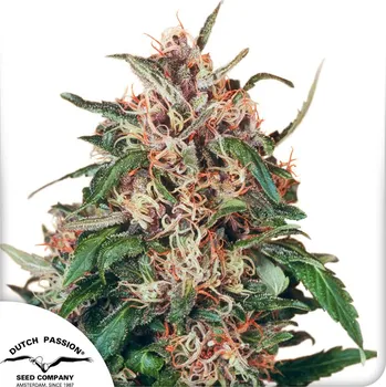 Semeno Dutch Passion Hollands Hope Balení: 3ks