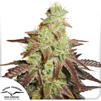 Semeno Dutch Passion Auto Night Queen Balení: 3ks