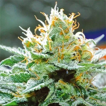 Semeno Vision Seeds - Amnesia x Buddha Kush 5 ks