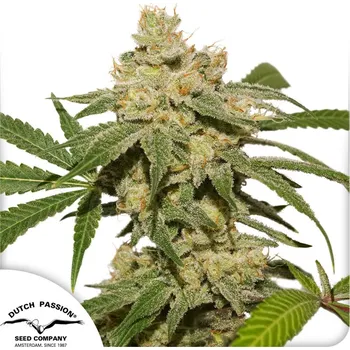 Semeno Dutch Passion Auto Oh My Gusher Balení: 7ks