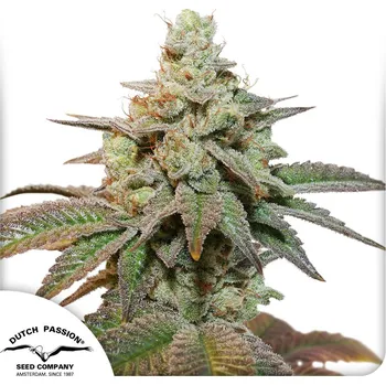 Semeno Dutch Passion Auto Kerosene Krash Balení: 3ks