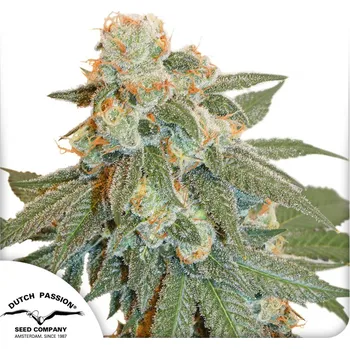 Semeno Dutch Passion Auto Orange Bud Balení: 3ks