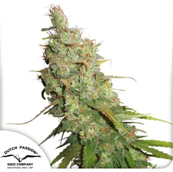 Semeno Dutch Passion Auto Desfran Balení: 3ks