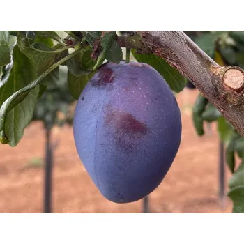 Sazenice Švestka 'Veeblue' Balení: prostokořenný stromek, Podnož: myrobalán