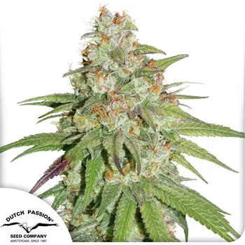 Semeno Dutch Passion Glueberry O.G. Balení: 5ks