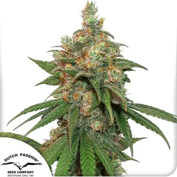 Semeno Dutch Passion HiFi 4G Balení: 3ks