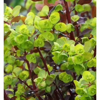 Sazenice Pryšec ´WALBERTON´S RUBY GLOW´, kont. 0,5 l