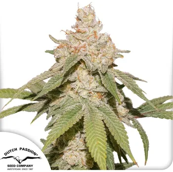 Semeno Dutch Passion Auto SFV OG Balení: 7ks